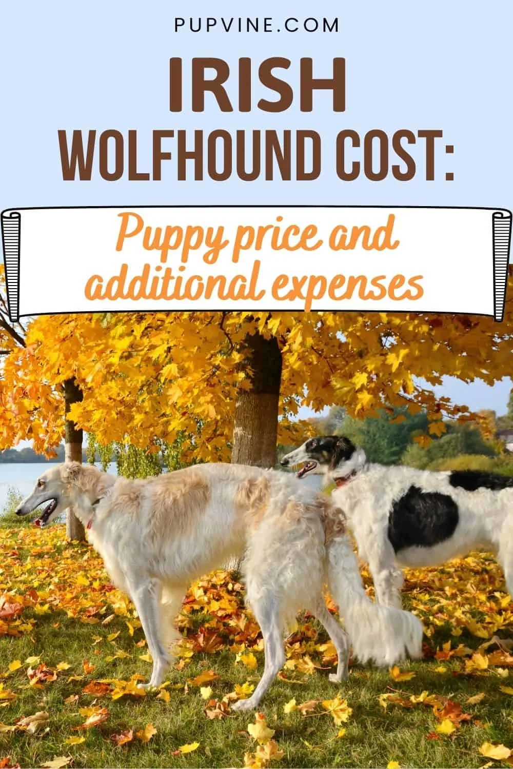 Irish Wolfhound Cost Puppy Price And Additional Expenses