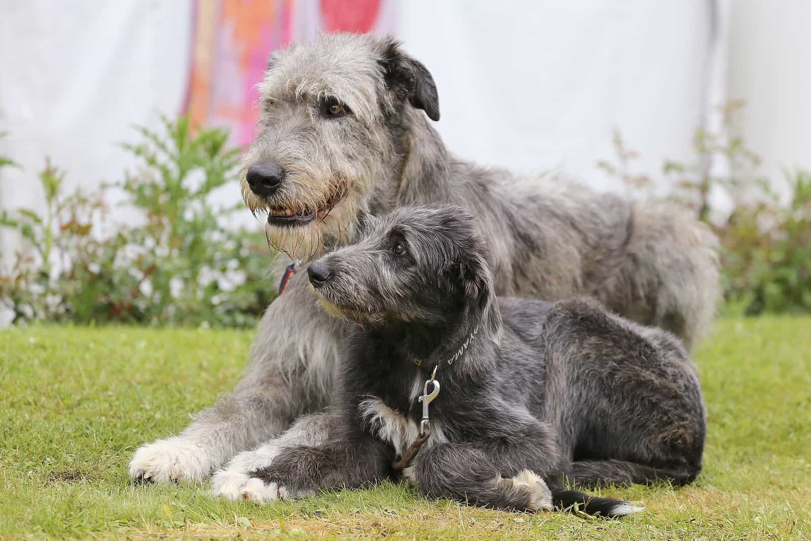 Puppy and big gray dog of breed Irish Wolfhound outdoors