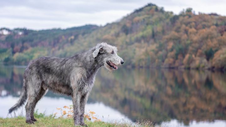 Irish Wolfhound Lifespan And Health Problems: An Overview