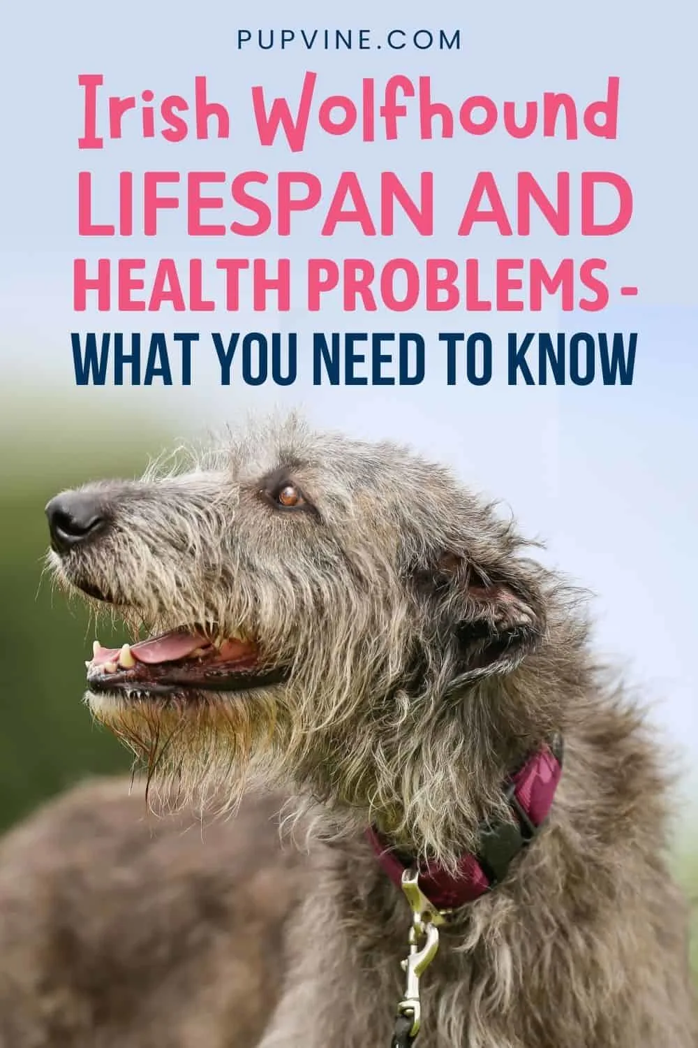 Irish Wolfhound Lifespan and Health Problems - What You Need to Know