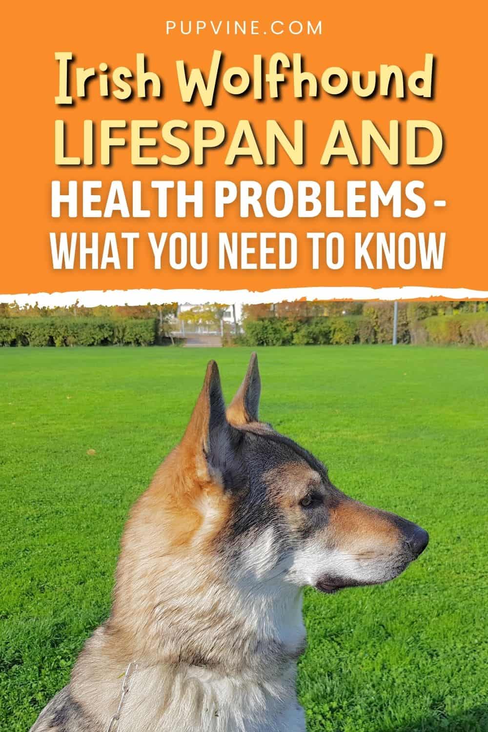 Irish Wolfhound Lifespan and Health Problems - What You Need to Know