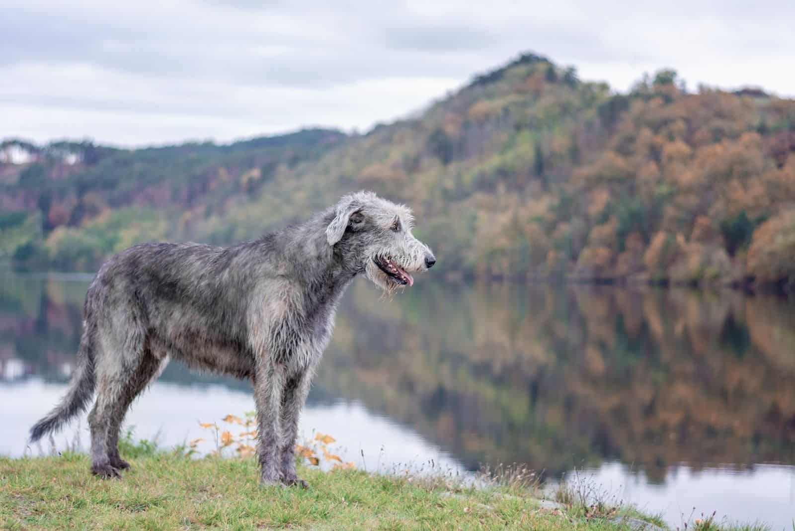 A huge Irish wolfhound stands on the river bank with a blurred autumn background