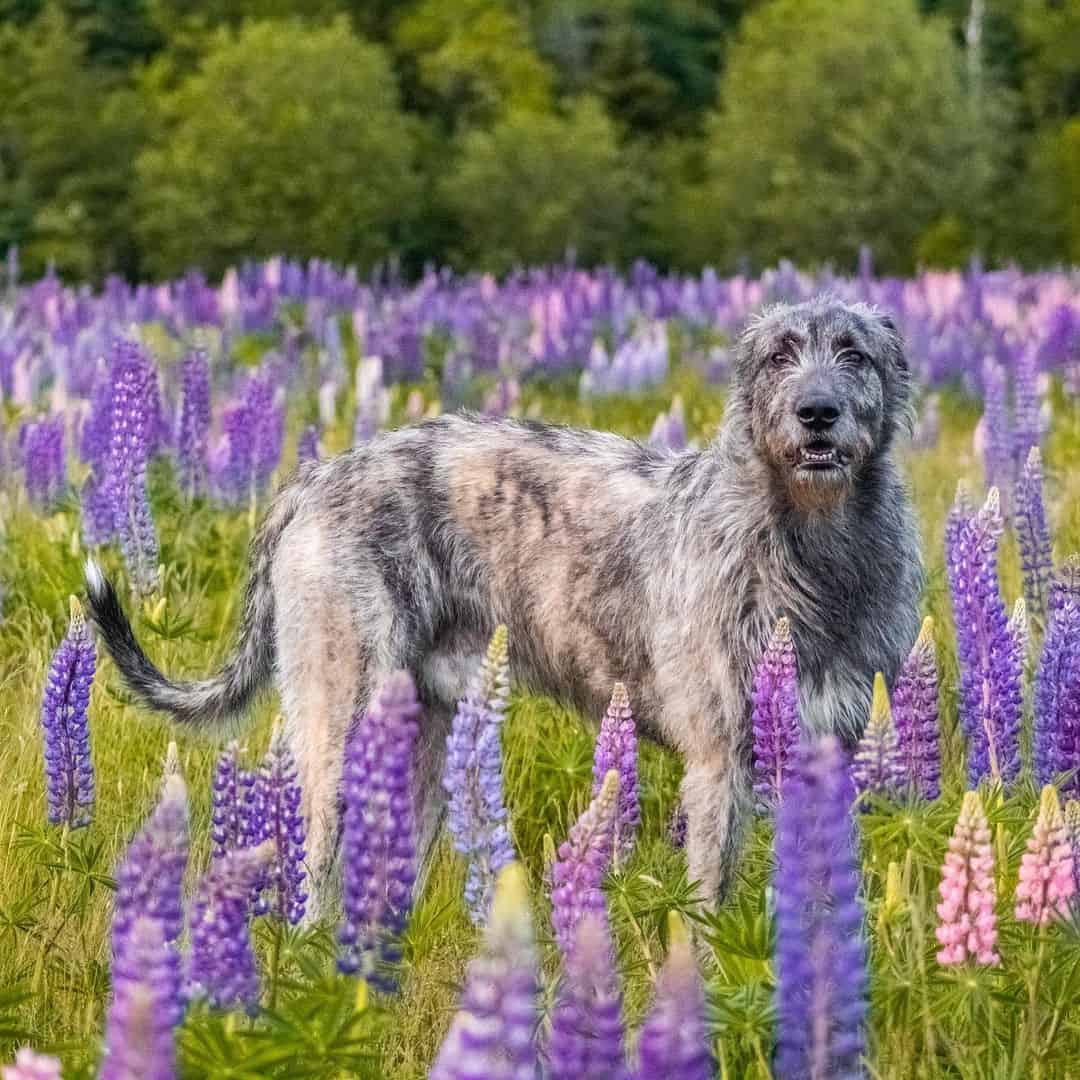 Irish Wolfhound outside