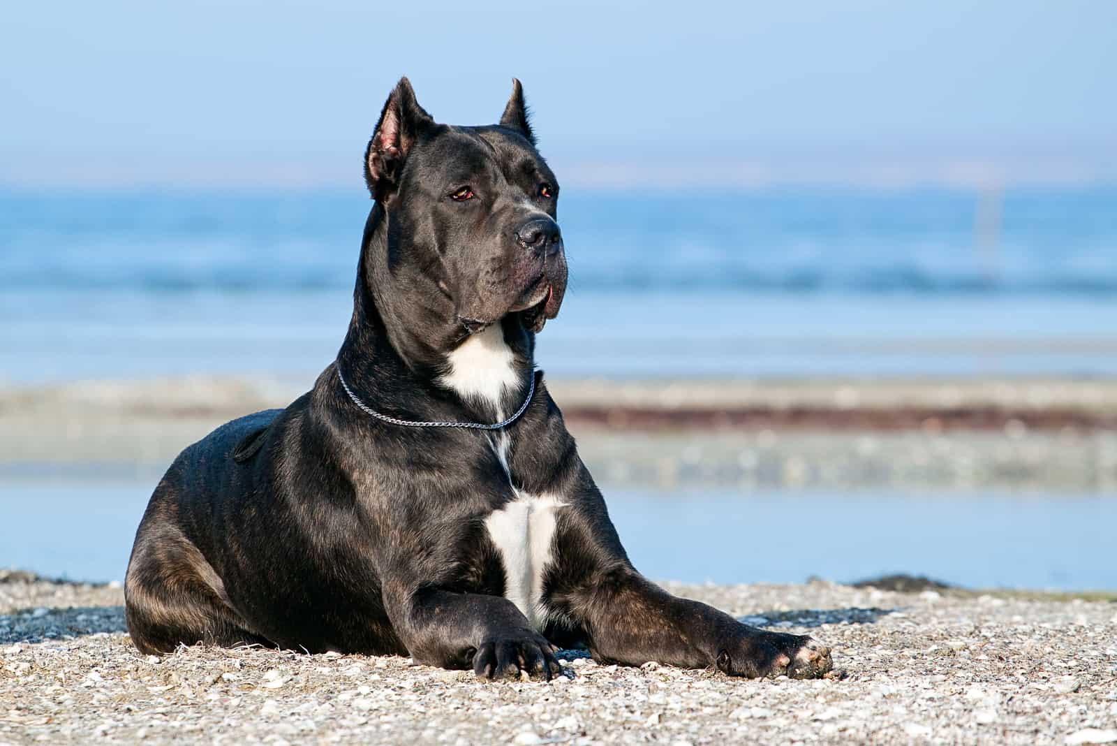 Italian Cane-Corso dog lying outdoors