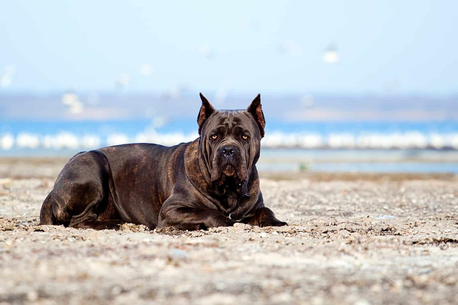 Italian Cane-Corso dog lying outdorors