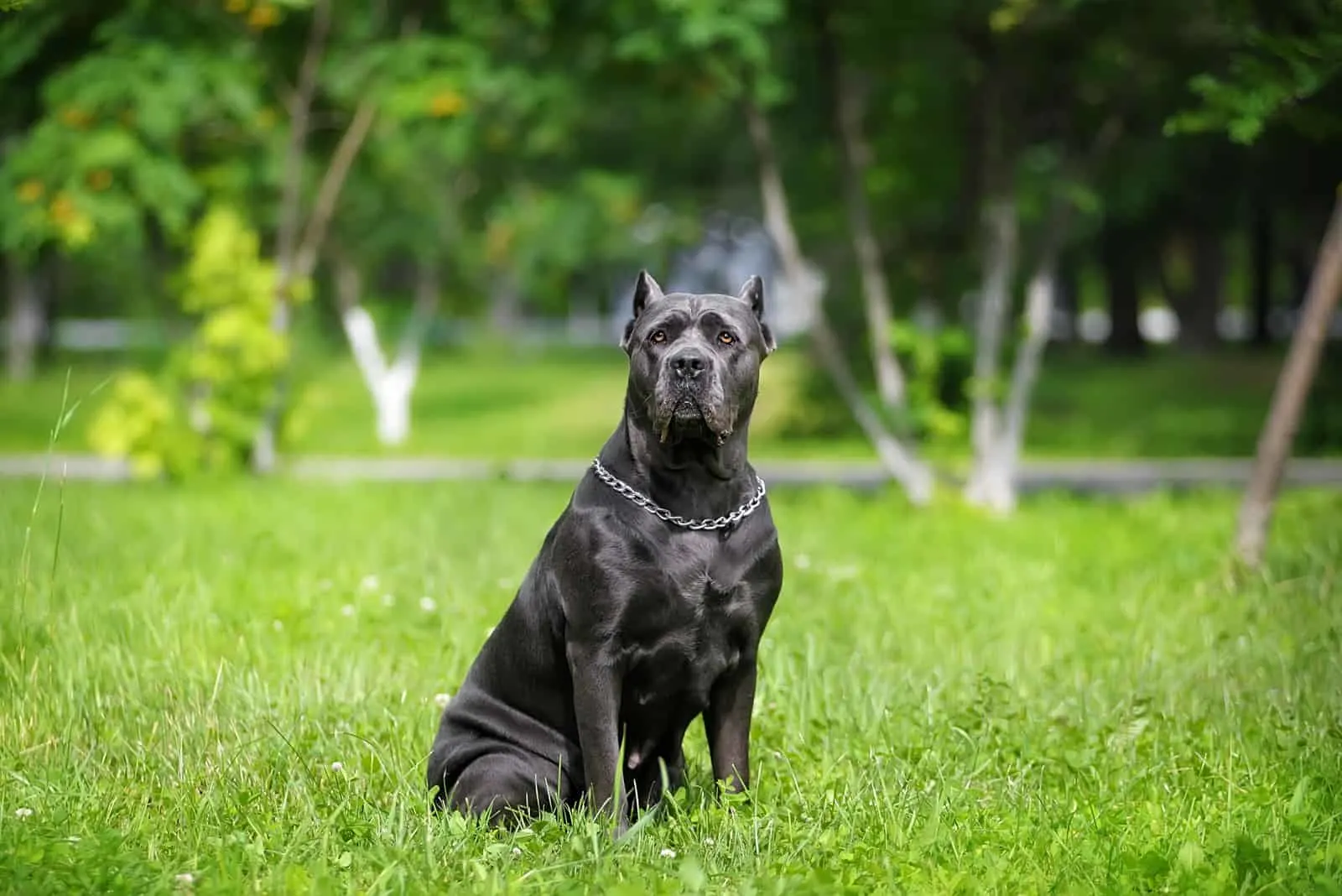 Italian cane Corso in the Park on the green lawn