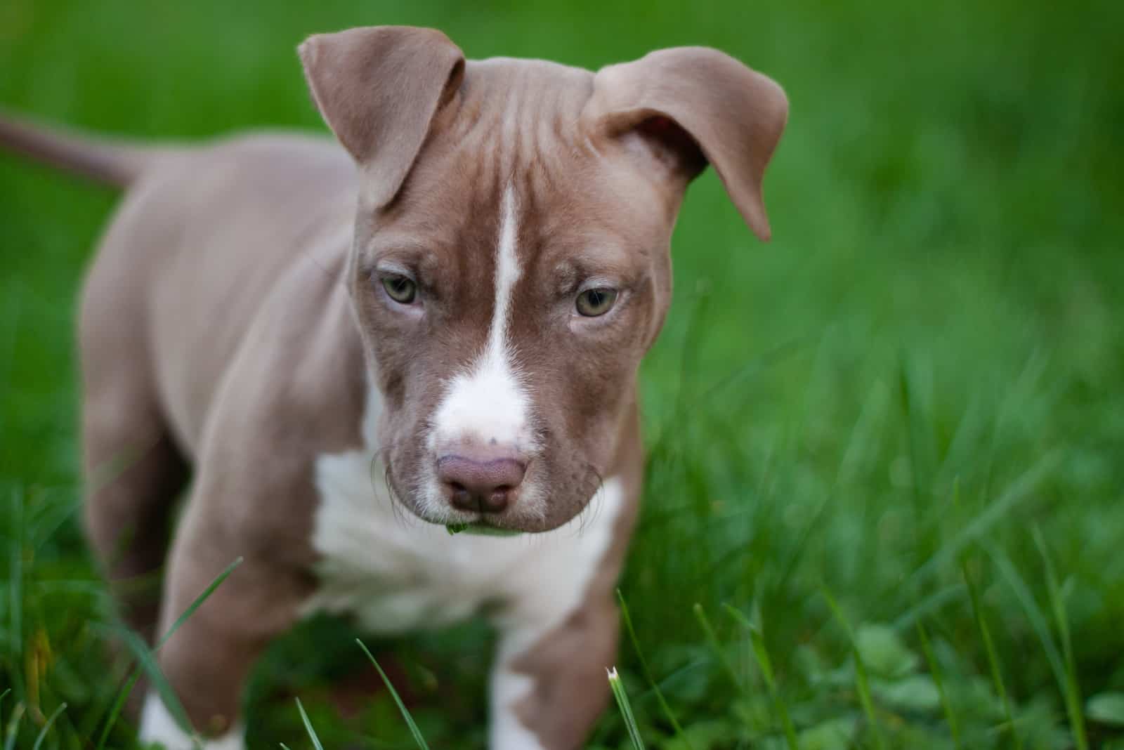 Little puppy of Pitbull red nose