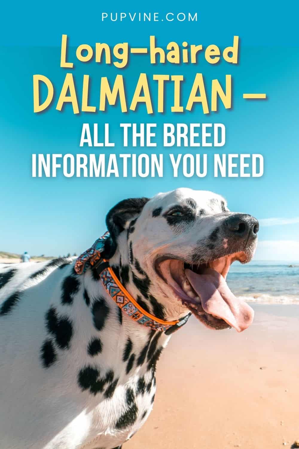 Long-Haired Dalmatian – All The Breed Information You Need