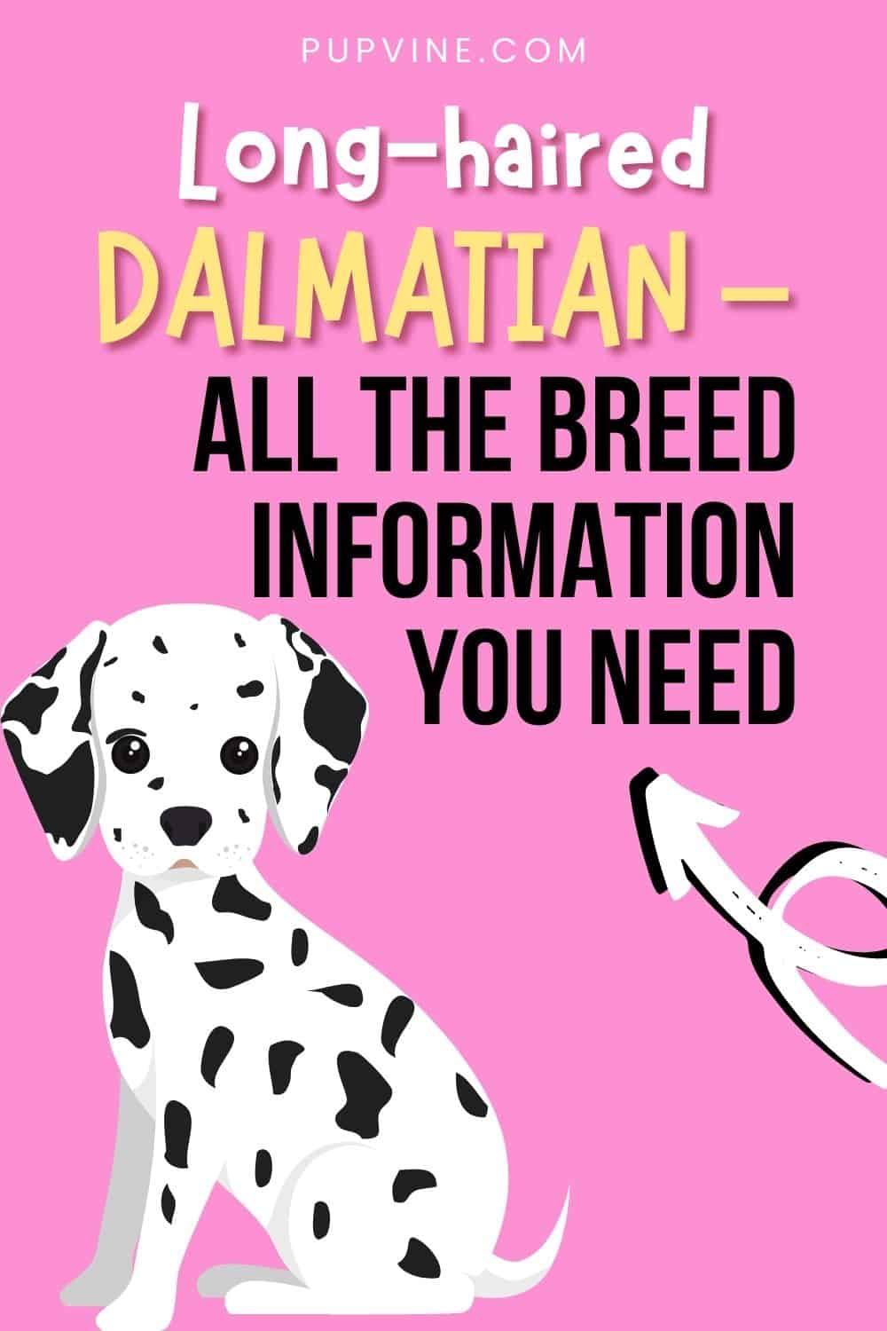 Long-Haired Dalmatian – All The Breed Information You Need