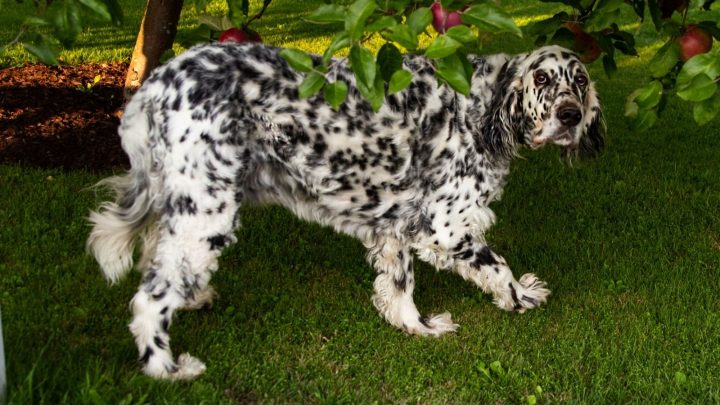 Long Coated Dalmatian