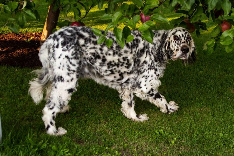 long haired dalmatian hiding underneath the tree