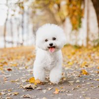 cute little Bichon Frise outdoors