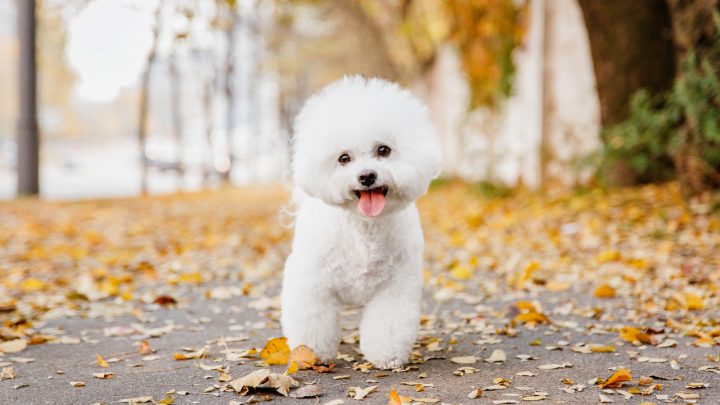Male Vs Female Bichon Frise: Should I Choose A Sire Or A Dame?