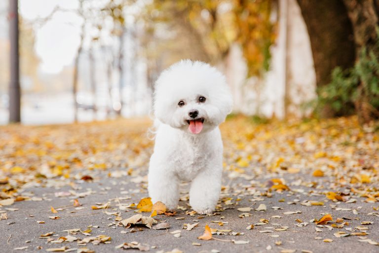 cute little Bichon Frise outdoors
