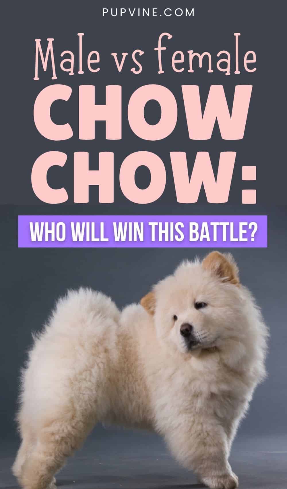 Male Vs Female Chow Chow Who Will Win This Battle