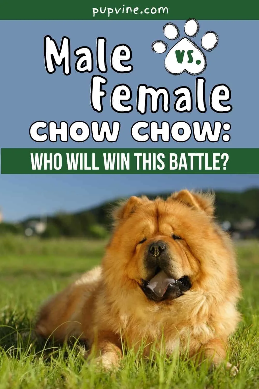Male Vs Female Chow Chow: Who Will Win This Battle?