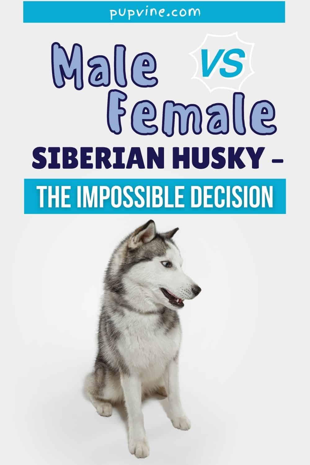 Male Vs Female Siberian Husky – The Impossible Decision