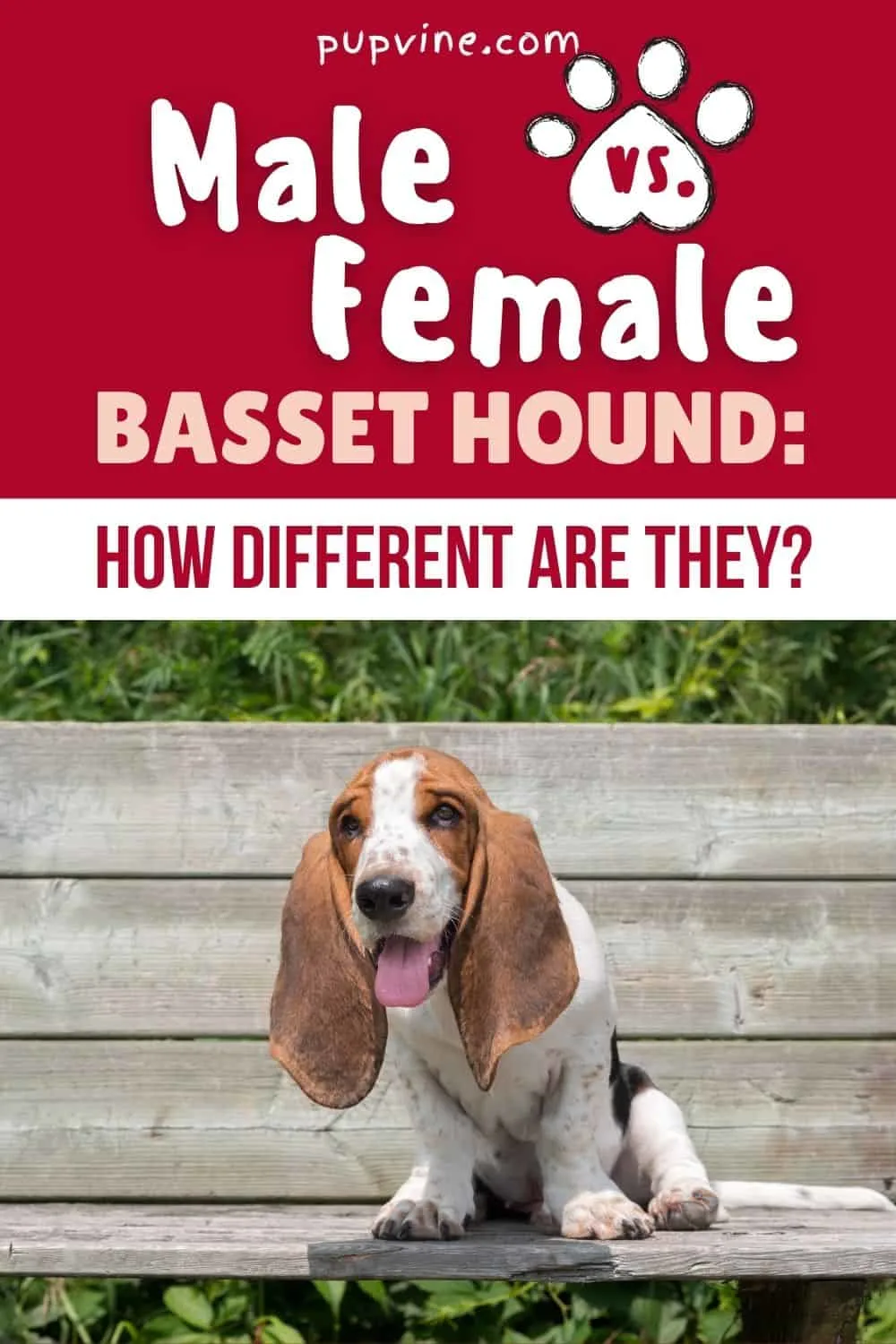 Male Vs. Female Basset Hound: How Different Are They?