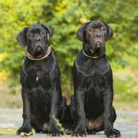 two Cane Corso puppies outdoor