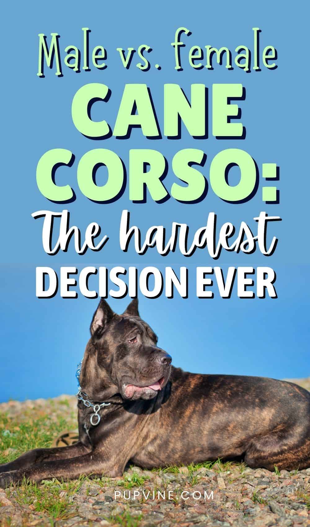 Male Vs. Female Cane Corso The Hardest Decision Ever