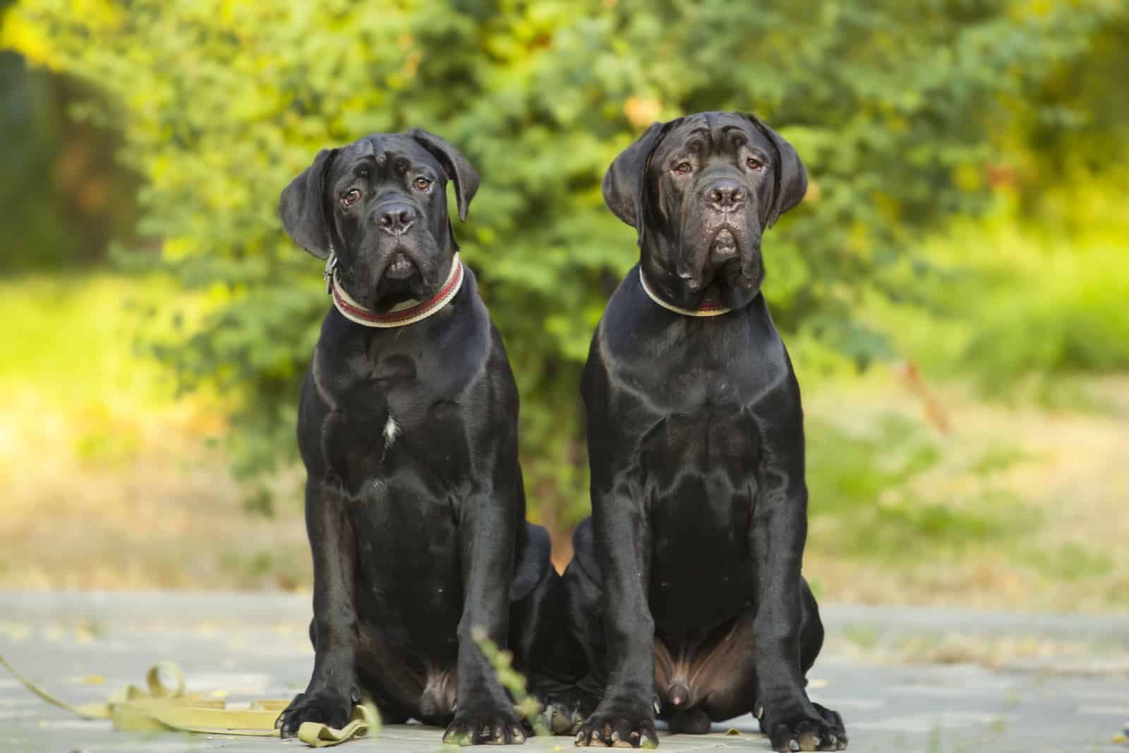 two Cane Corso puppies outdoor