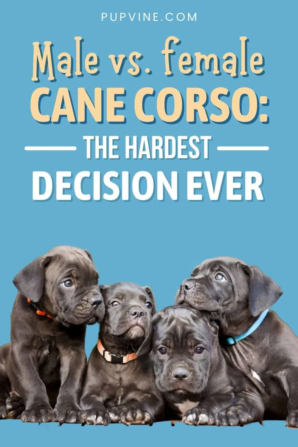 Male Vs. Female Cane Corso: The Hardest Decision Ever