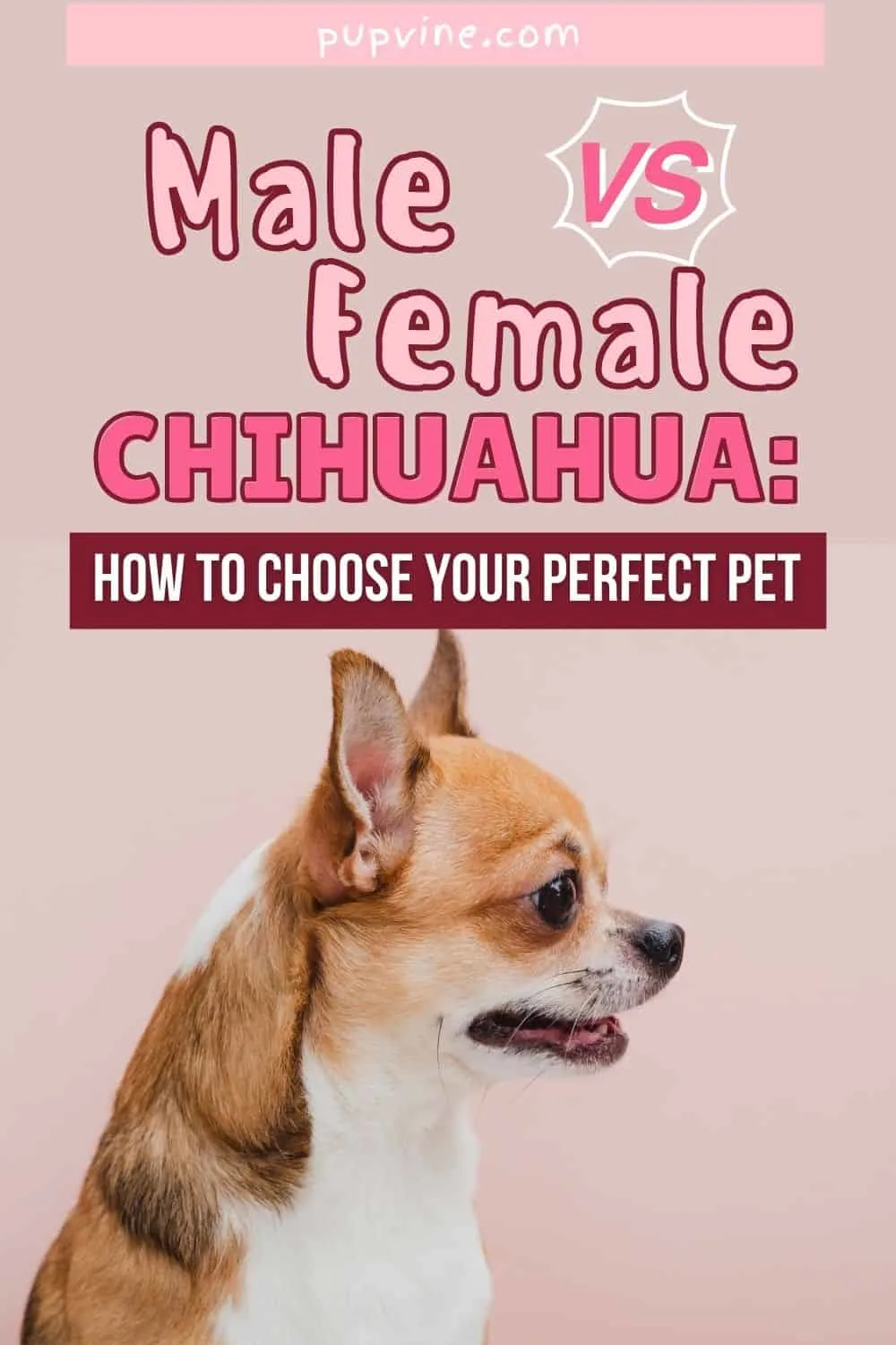 Male Vs. Female Chihuahua: How To Choose Your Perfect Pet