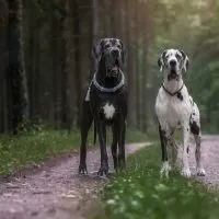 two Great dane dogs in beautiful landscapes