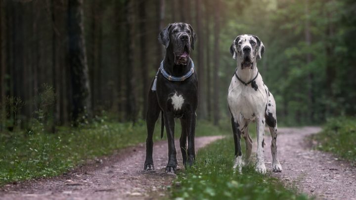 Male Vs Female Great Dane: Which One Is Your Choice?