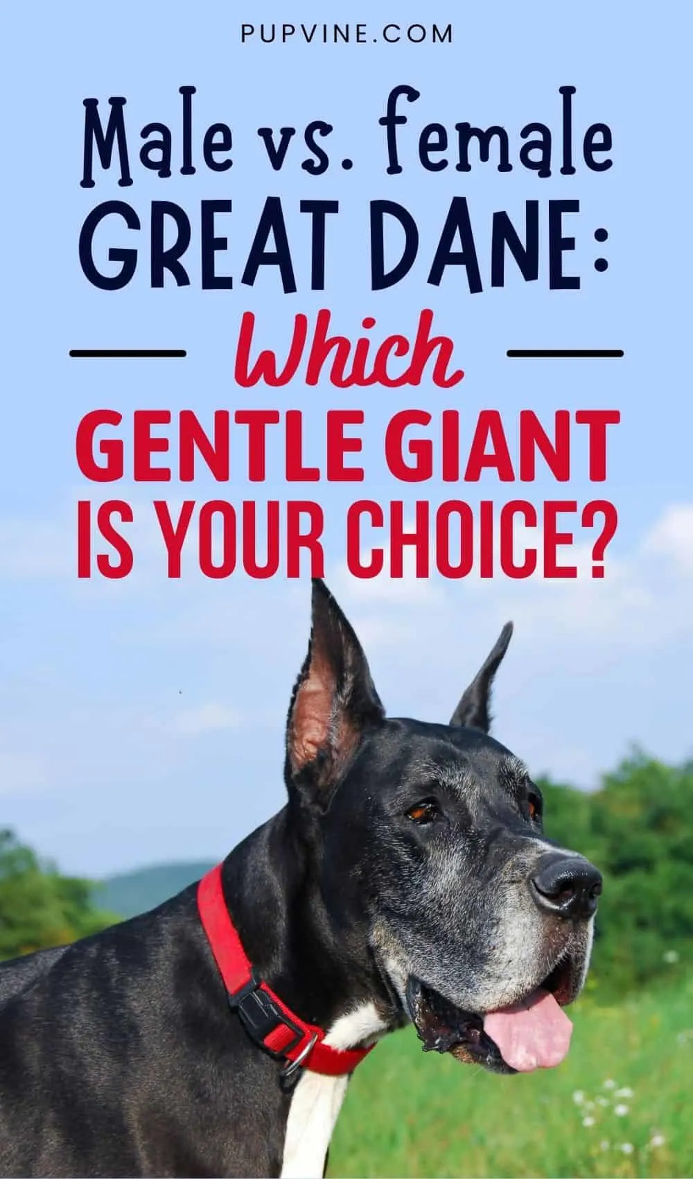 Male Vs. Female Great Dane Which Gentle Giant Is Your Choice