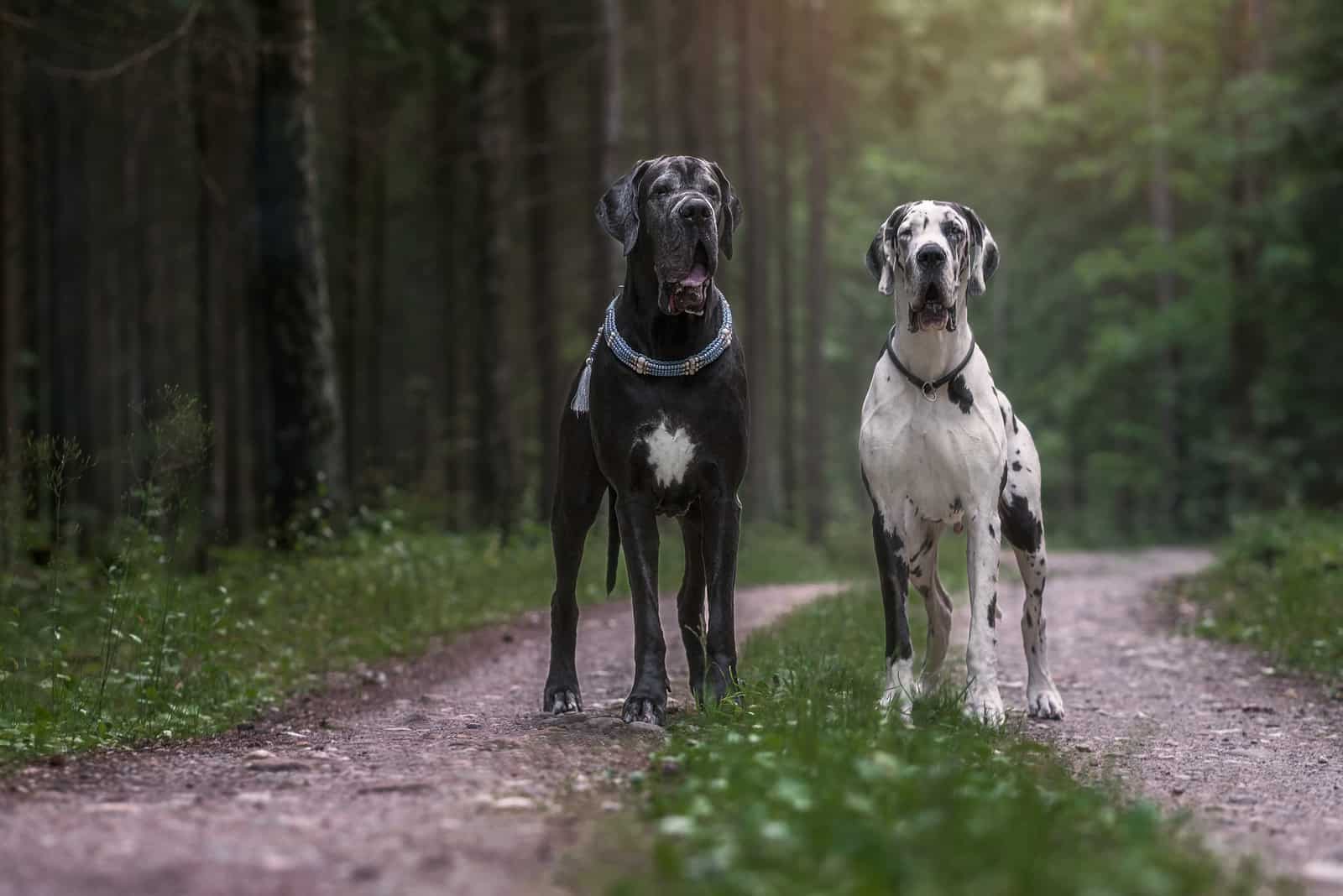 two Great dane dogs in beautiful landscapes
