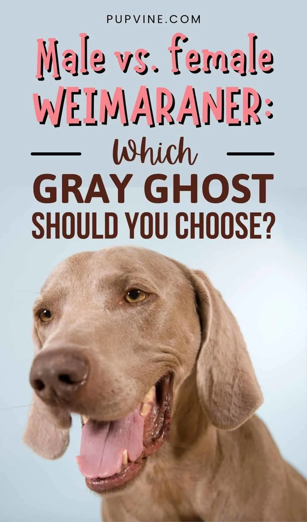 Male Vs. Female Weimaraner Which Gray Ghost Should You Choose