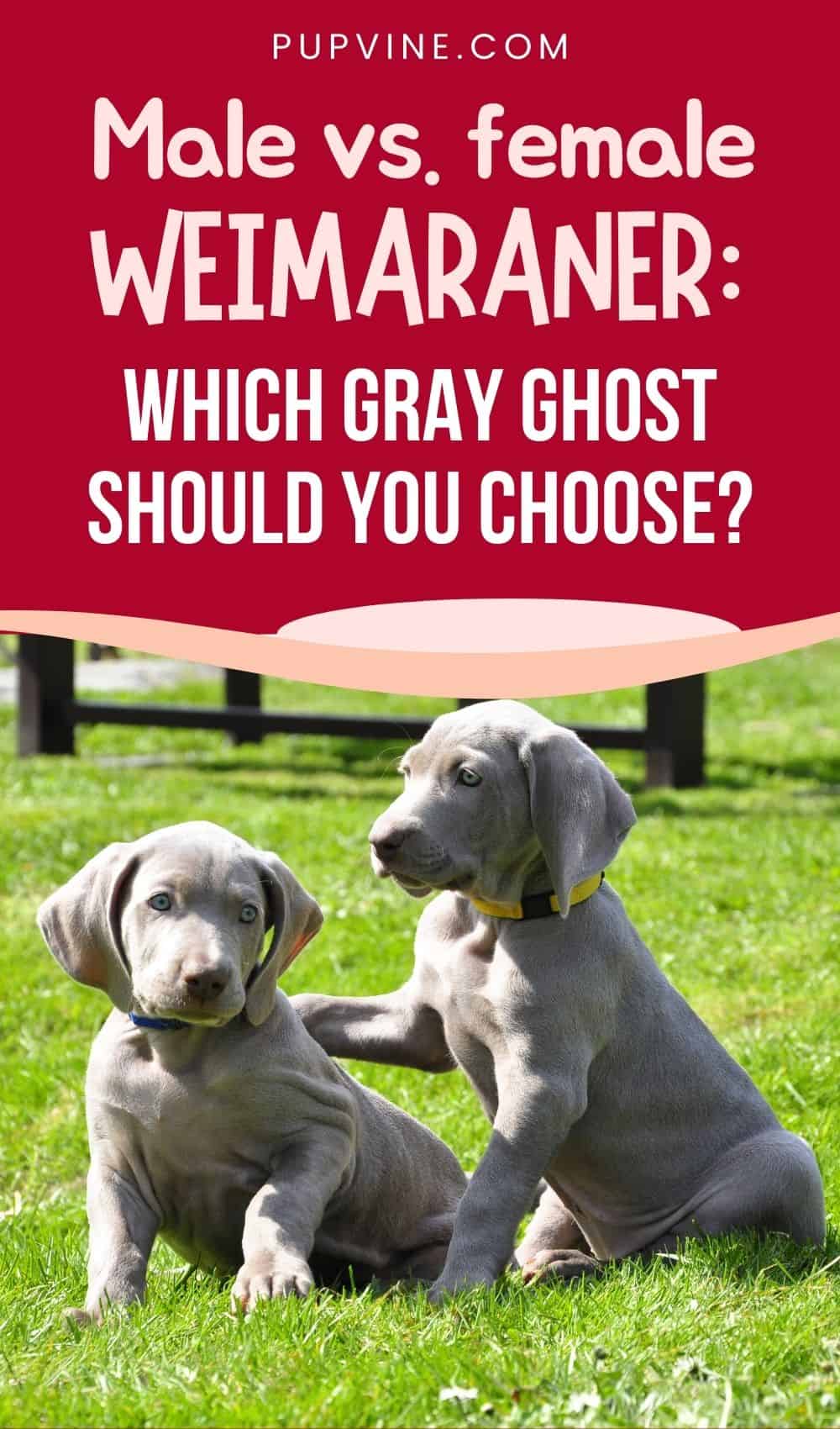 Male Vs. Female Weimaraner: Which Gray Ghost Should You Choose?