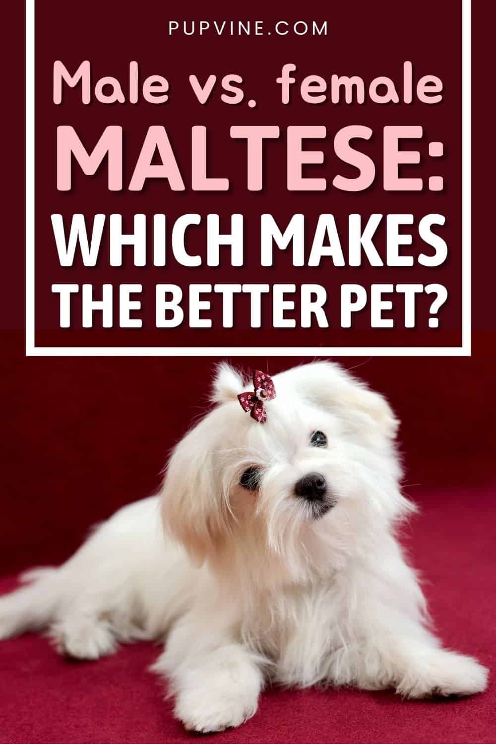 Male Vs. Female Maltese: Which Makes The Better Pet?