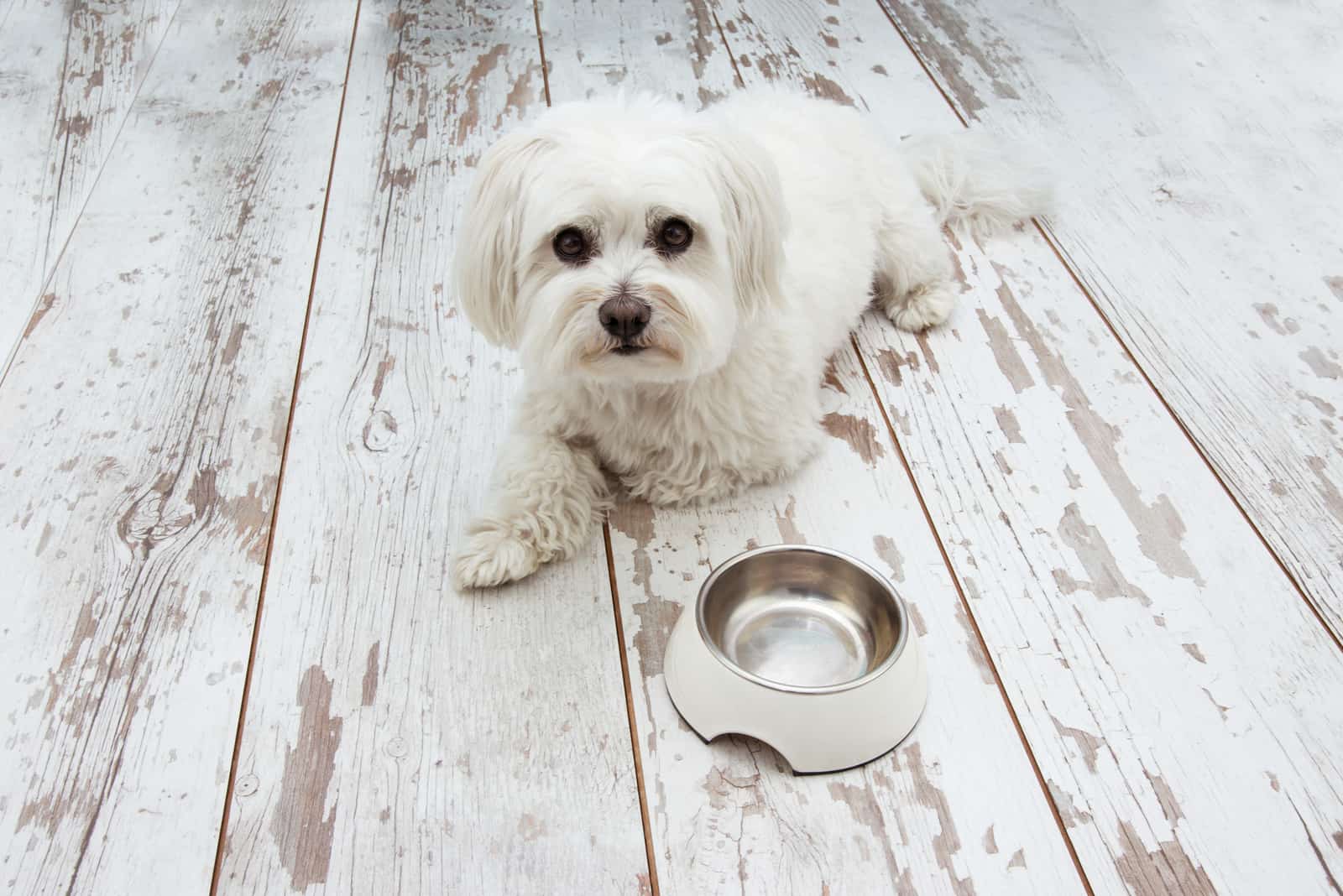 Maltese dog waiting for eat with a empty bowl lying down