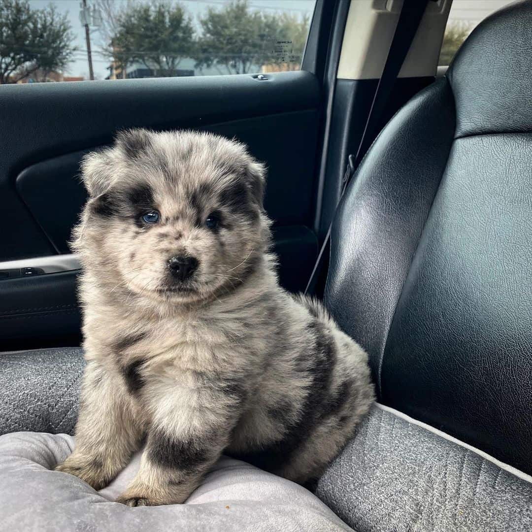 Merle Chow Chow puppy