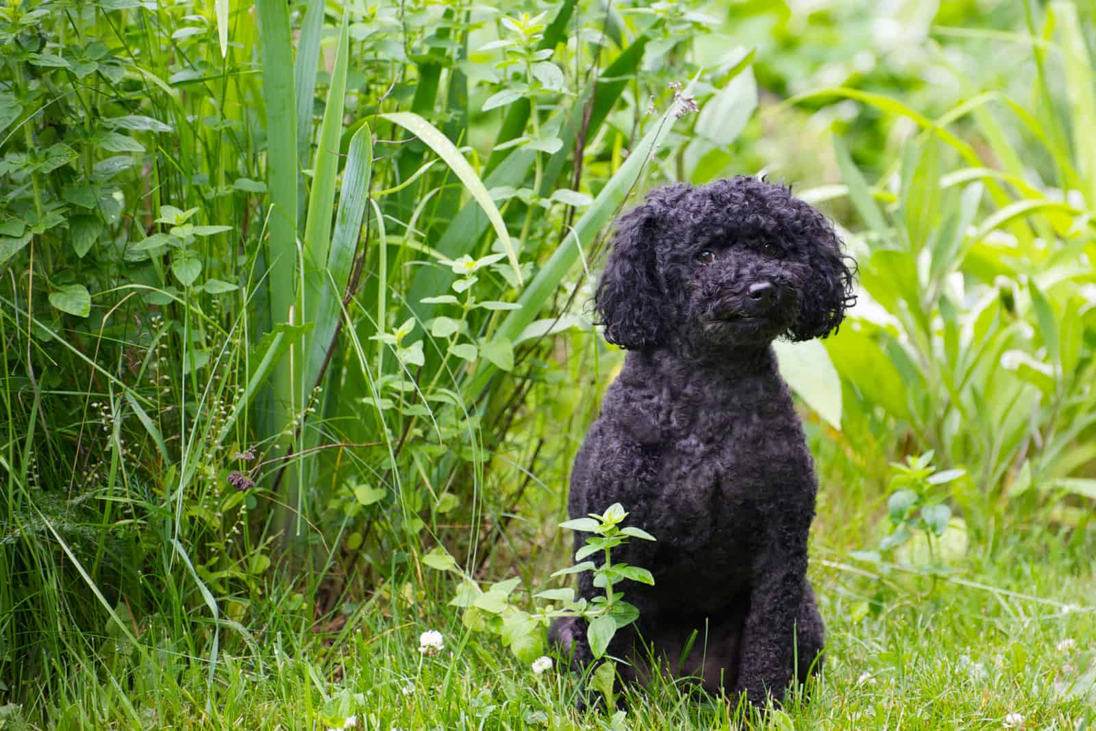 Miniature poodle with summer haircut