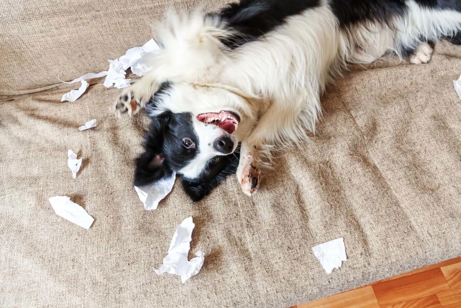Naughty playful puppy dog border collie after mischief biting toilet paper lying on couch at home.