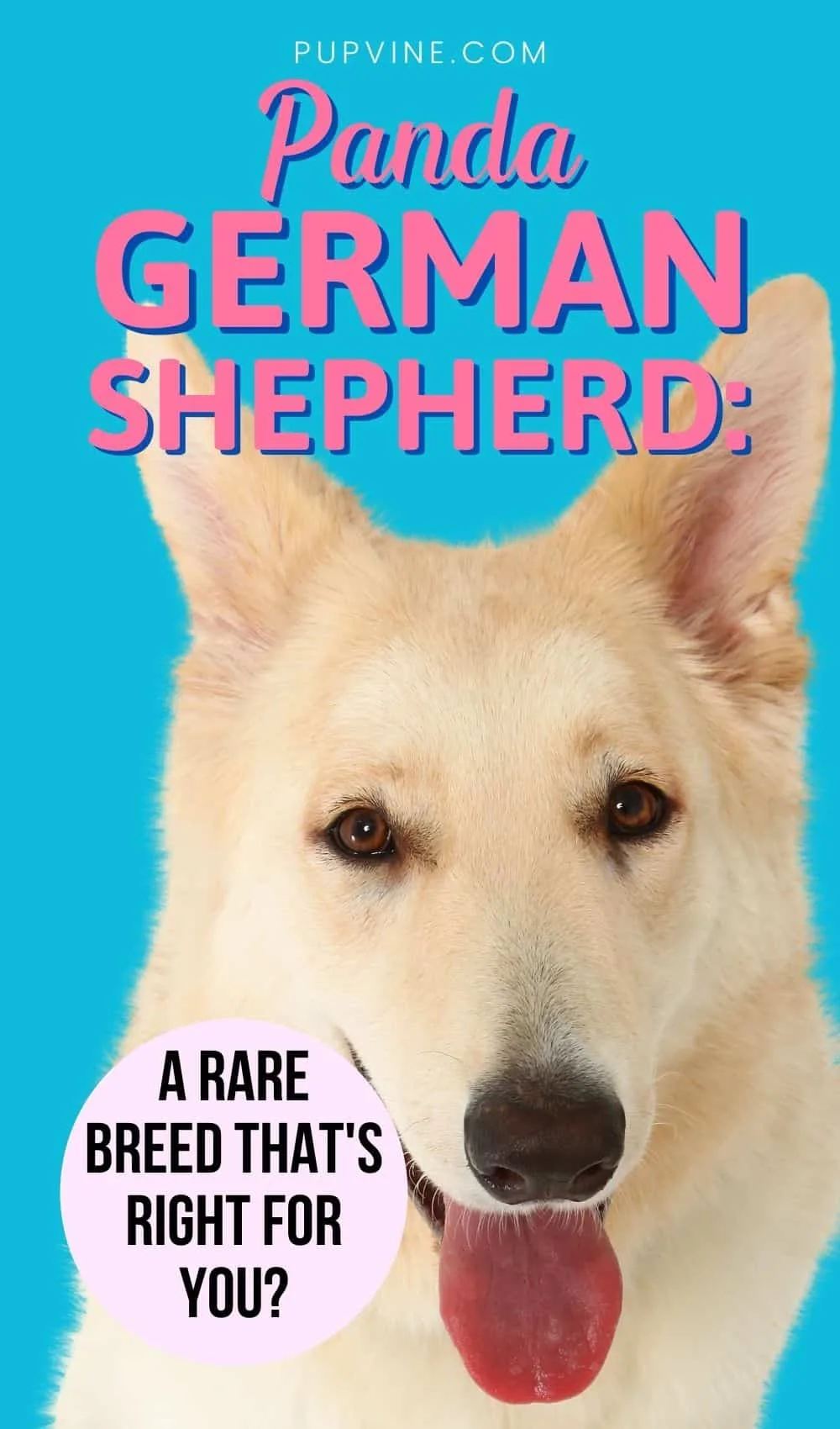 Panda German Shepherd: A Rare Breed That's Right For You?