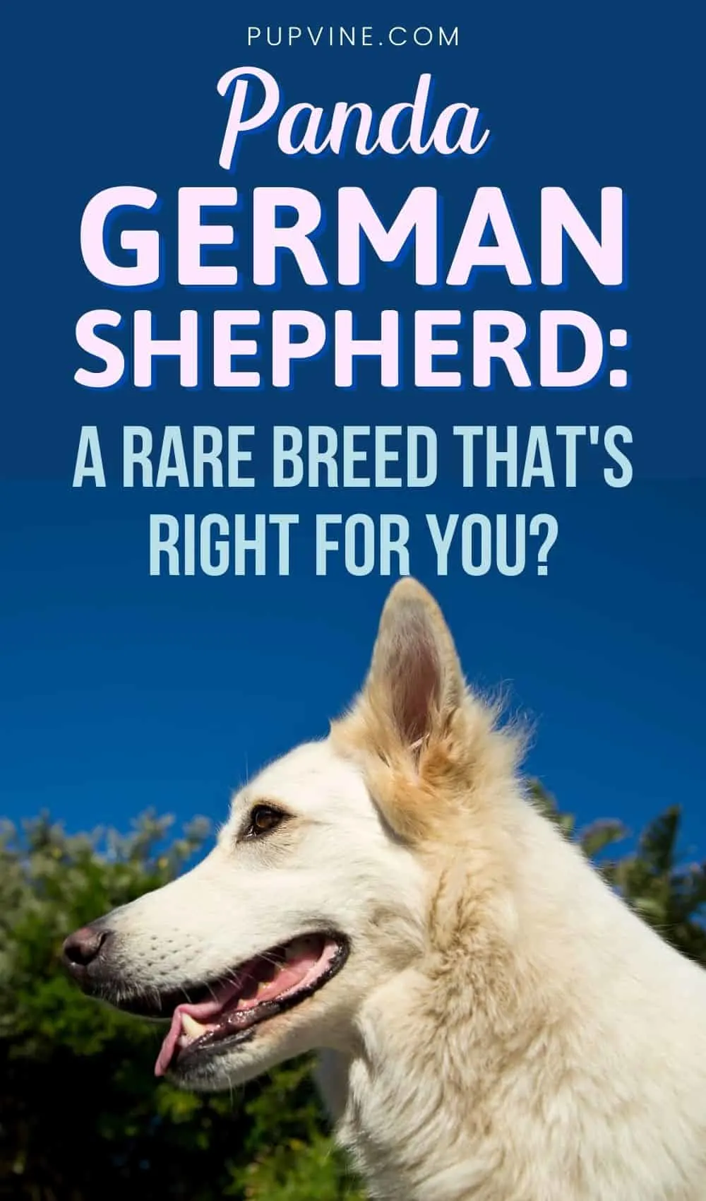 Panda German Shepherd A Rare Breed That's Right For You