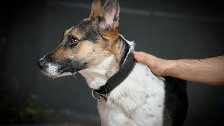 Panda German Shepherd: A Rare Breed That’s Right For You?
