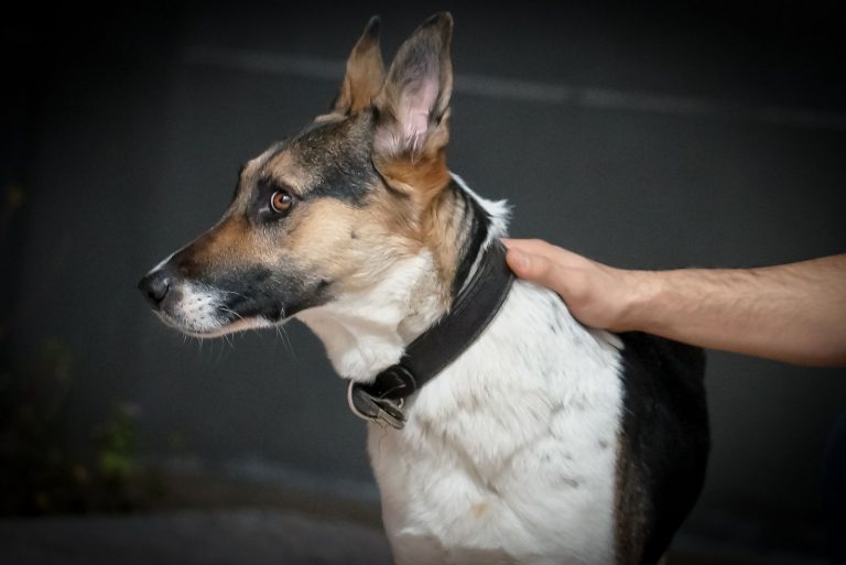 owner's hand petting on his panda german shepherd dog in the dark