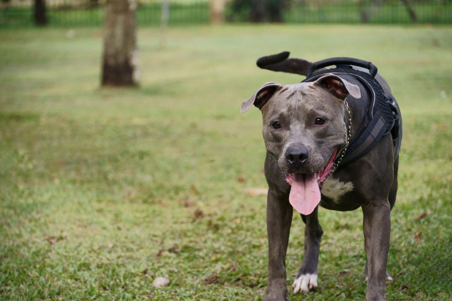 All About The Average Pitbull Price How Much Do These Dogs Truly Cost?