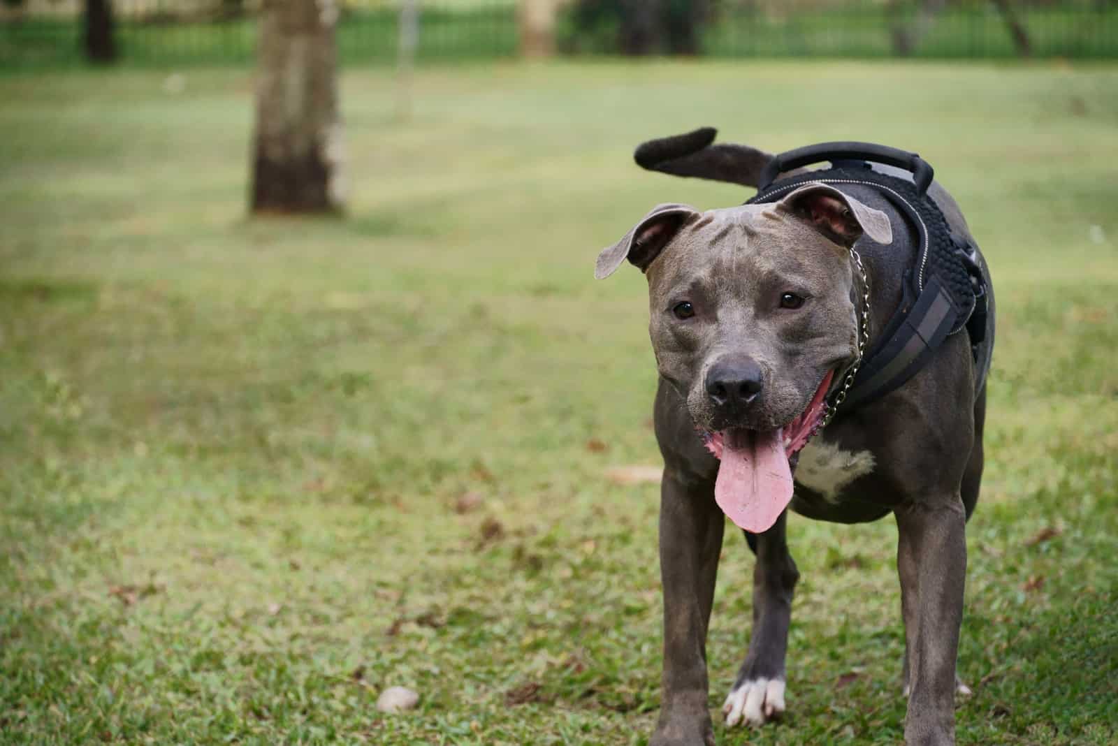 Pitbull dog playing in the park at sunset