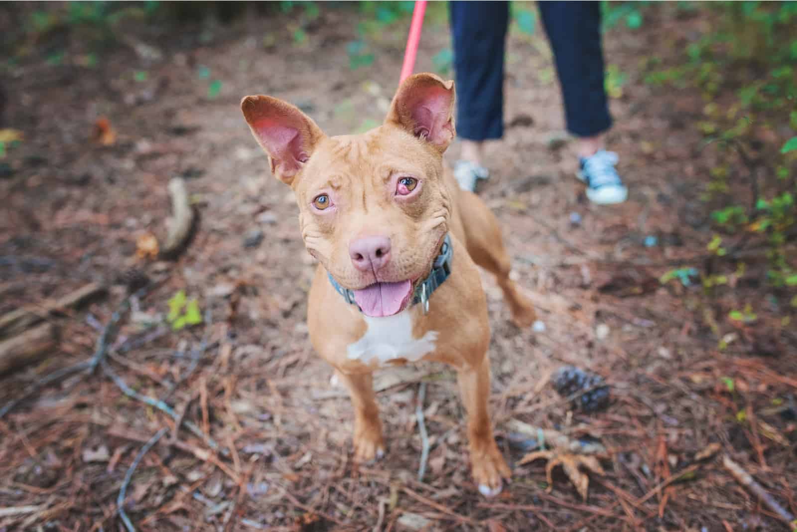 Pitbull with Cherry Eye in Shelter