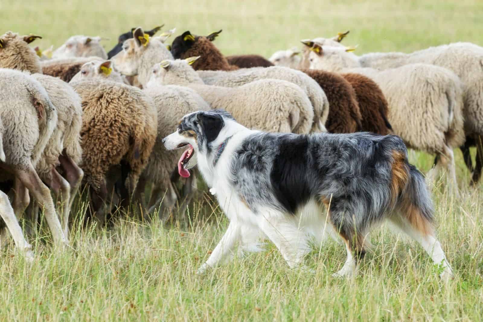 Purebred border collie herding a flock of sheep on a summer day.