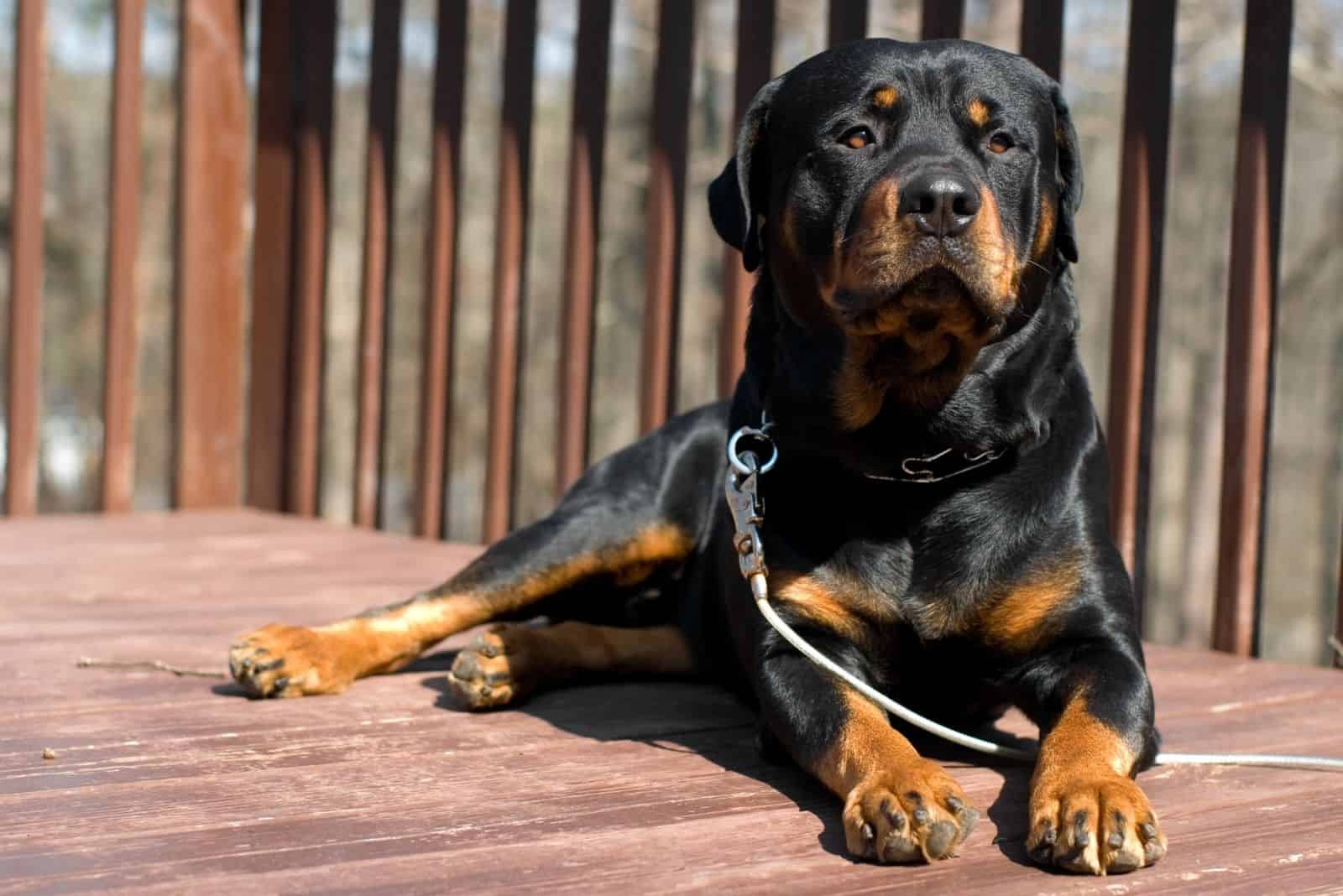 Rottweeiler on porch sitting down on sunny day