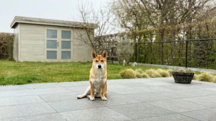 Shiba Corgi – All About This Adorable Mix