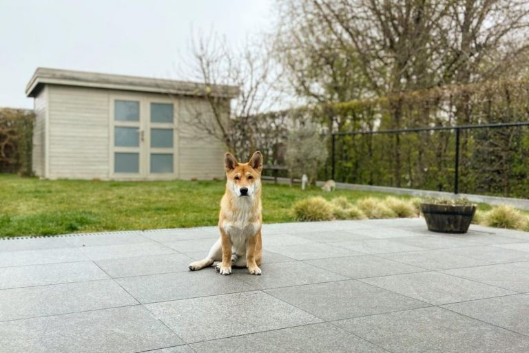 Shiba Corgi - All About This Adorable Mix