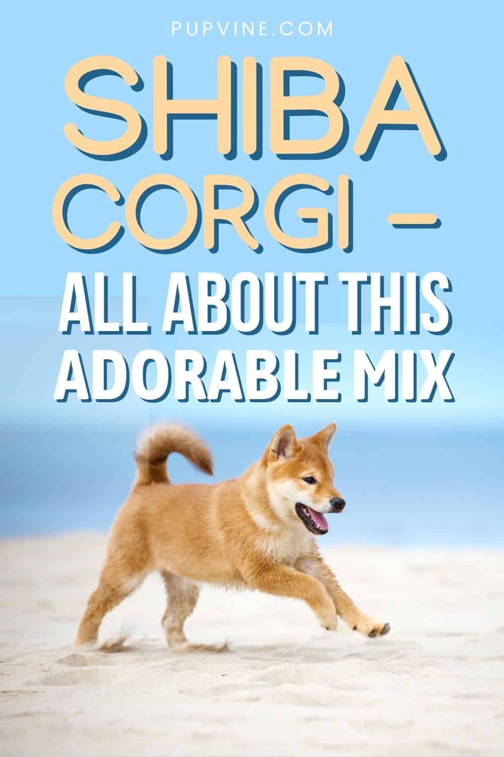 Shiba Corgi - All About This Adorable Mix